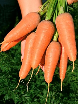 Сорта и гибриды овощей, которые точно не подведут