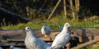 7 идеальных мясных пород голубей для вашего хозяйства