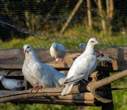 7 идеальных мясных пород голубей для вашего хозяйства