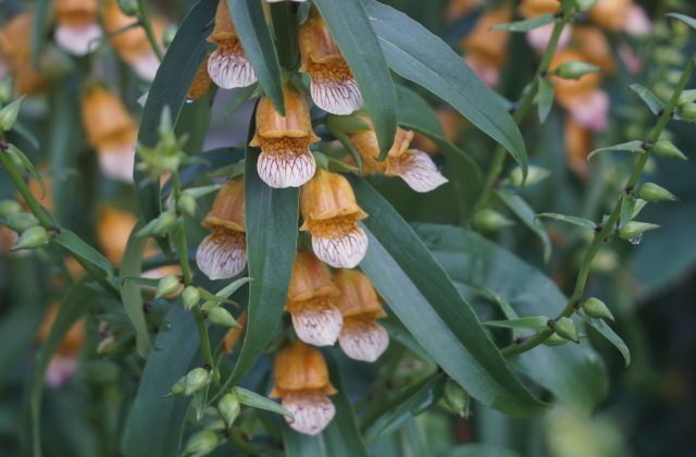 Гладкие, узкие листья и округлые цветки наперстянки гладкой создают строгий, почти графичный образ, который хорошо читается даже без соседей-компаньонов. Гладкие, узкие листья и округлые цветки наперстянки гладкой создают строгий, почти графичный образ, который хорошо читается даже без соседей-компаньонов.