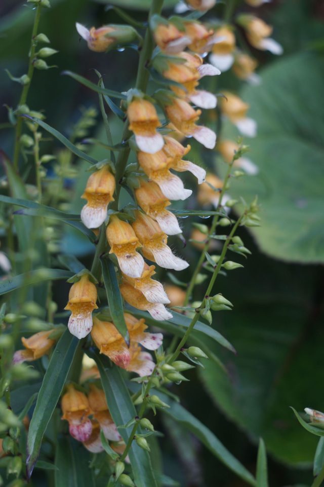 Наперстянка гладкая — редкость, которая работает на нюанс. Её абрикосовый оттенок сложный и благородный, без резкости, и особенно красиво раскрывается в полутени. Наперстянка гладкая — редкость, которая работает на нюанс. Её абрикосовый оттенок сложный и благородный, без резкости, и особенно красиво раскрывается в полутени.