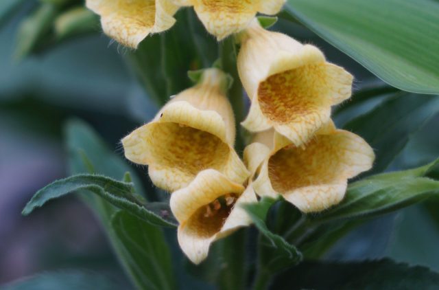 Ванильно-кремовые «наперстки» наперстянки крупноцветковой украшены тонкой сетью жилок и постепенно расправляются из поникающей кисти в стройную вертикаль. Ванильно-кремовые «наперстки» наперстянки крупноцветковой украшены тонкой сетью жилок и постепенно расправляются из поникающей кисти в стройную вертикаль.