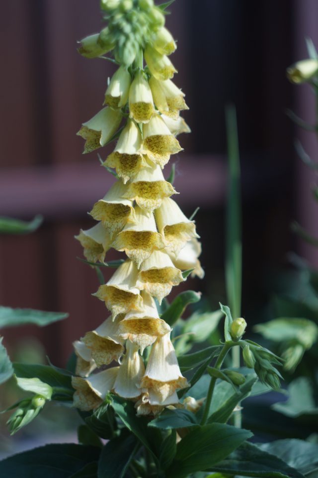 Наперстянка крупноцветковая — надёжный многолетник для полутени. Она годами держит форму, не выпадает и каждый сезон возвращается с элегантными светлыми соцветиями. Наперстянка крупноцветковая — надёжный многолетник для полутени. Она годами держит форму, не выпадает и каждый сезон возвращается с элегантными светлыми соцветиями.
