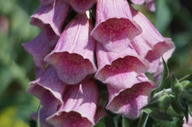 Бархатистая текстура цветков наперстянки Мертонской и деликатный внутренний рисунок делают её настоящим магнитом для шмелей и живым акцентом сада. Бархатистая текстура цветков наперстянки Мертонской и деликатный внутренний рисунок делают её настоящим магнитом для шмелей и живым акцентом сада.