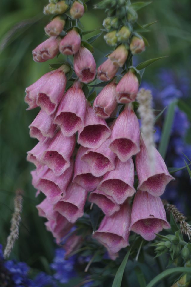 Наперстянка Мертонская сразу выделяется сочным розово-коралловым оттенком. Она выглядит теплее и мягче привычных видов и заметна даже в насыщенных посадках. Наперстянка Мертонская сразу выделяется сочным розово-коралловым оттенком. Она выглядит теплее и мягче привычных видов и заметна даже в насыщенных посадках.