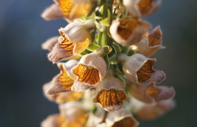 Цветки наперстянки ржавой раскрываются во второй половине лета и удивляют сложной формой и глубоким ржаво-золотистым оттенком — неброским, но очень выразительным вблизи. Цветки наперстянки ржавой раскрываются во второй половине лета и удивляют сложной формой и глубоким ржаво-золотистым оттенком — неброским, но очень выразительным вблизи.