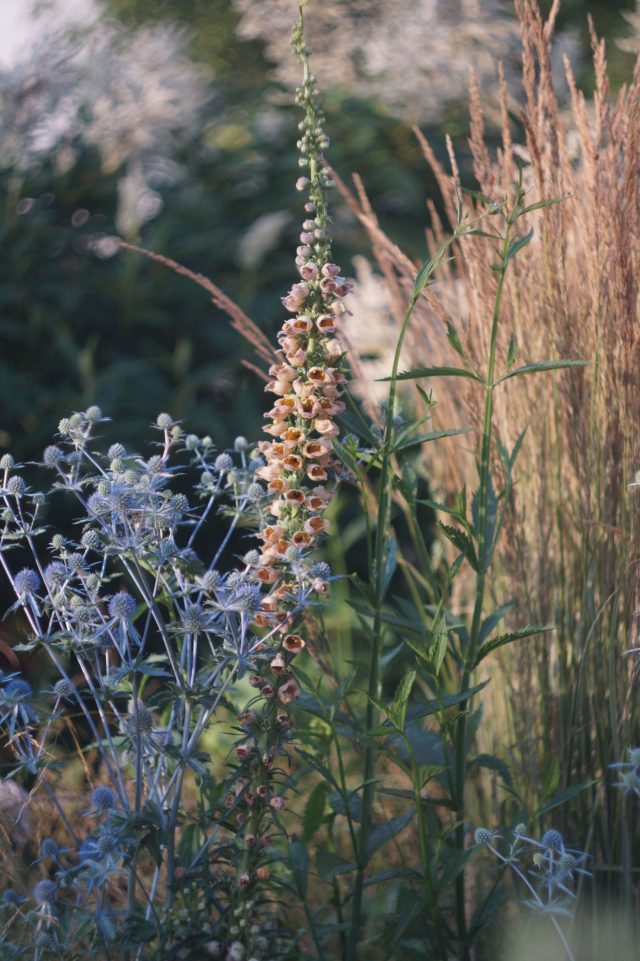 Наперстянка ржавая — не про романтику, а про архитектуру. Высокая, строгая, с кожистой листвой и мощной вертикалью, она работает как опорная колонна в цветнике и задаёт ритм всей композиции. Наперстянка ржавая — не про романтику, а про архитектуру. Высокая, строгая, с кожистой листвой и мощной вертикалью, она работает как опорная колонна в цветнике и задаёт ритм всей композиции.