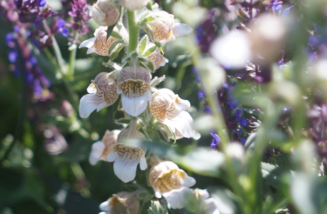 Опушённые бутоны и чашечки наперстянки шерстистой создают эффект жемчужного налёта, из-за которого соцветие кажется бархатным и слегка припылённым. Опушённые бутоны и чашечки наперстянки шерстистой создают эффект жемчужного налёта, из-за которого соцветие кажется бархатным и слегка припылённым.