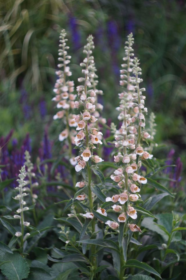 Наперстянка шерстистая — сдержанная и утончённая. Её плотные колоски выглядят мягкими и туманными, а сложный кофейно-кремовый тон редко встречается в садовых композициях. Наперстянка шерстистая — сдержанная и утончённая. Её плотные колоски выглядят мягкими и туманными, а сложный кофейно-кремовый тон редко встречается в садовых композициях.