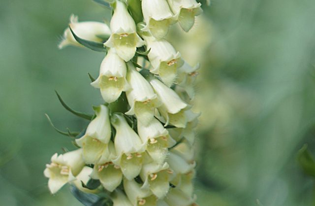 Восковые цветки наперстянки желтой с палево-лимонным оттенком выглядят особенно трогательно при близком рассмотрении и раскрывают свою красоту постепенно. Восковые цветки наперстянки желтой с палево-лимонным оттенком выглядят особенно трогательно при близком рассмотрении и раскрывают свою красоту постепенно.