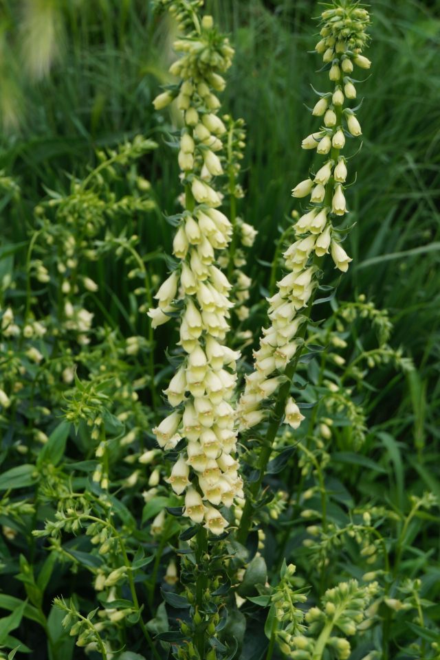 Наперстянка желтая не стремится к эффектности, но в массе превращается в светящееся облако из тонких, изящных колосков и задаёт саду спокойный ритм. Наперстянка желтая не стремится к эффектности, но в массе превращается в светящееся облако из тонких, изящных колосков и задаёт саду спокойный ритм.