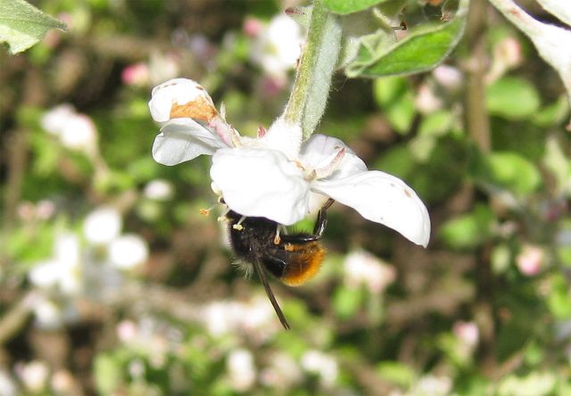 Без перекрёстного опыления завязи не развиваются полноценно и осыпаются. Несколько сортов рядом и привлечение насекомых помогают сохранить будущий урожай.