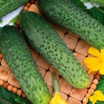 Огурец Бастион F1