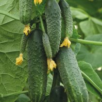 Огурец Тонус F1