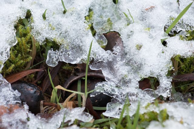 Оттепели сбивают растения с ритма: свет и тепло запускают гормоны роста, корни переходят в «весенний режим», почки насыщаются влагой. А сырость и яркое солнце усиливают риск подмерзаний и инфекций. Главные угрозы — свет, тепло и влажность.
