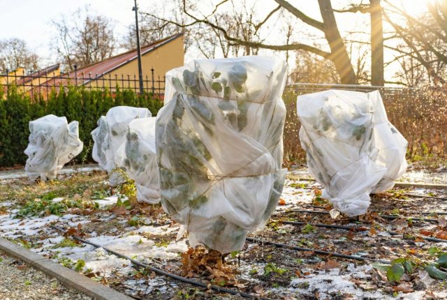 Осторожно, оттепель! 5 срочных дел в саду, когда снег начал таять