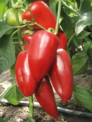 Перец сладкий Байкал F1