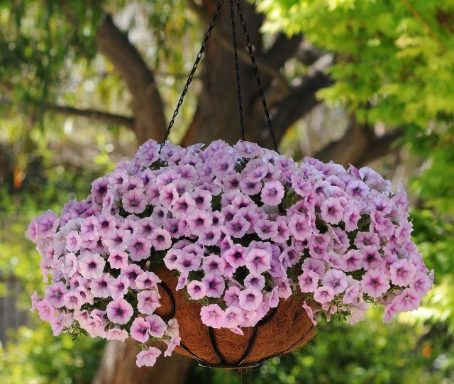 петунии ампельной Шок Вейв Пинк Вейн петунии ампельной Шок Вейв Пинк Вейн