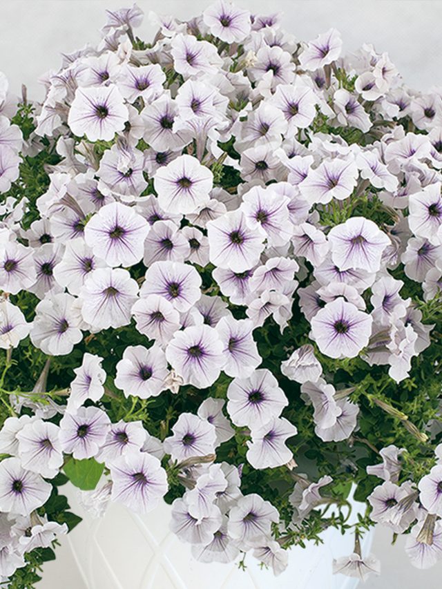 Петуния гибридная Пендолино Виолет Айс Петуния гибридная Пендолино Виолет Айс