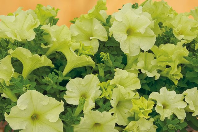 Петуния грандифлора Лимбо Джи Пи Еллоу Лайм Петуния грандифлора Лимбо Джи Пи Еллоу Лайм