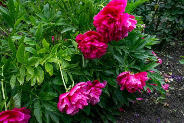 Почему разваливаются многолетники и как их спасти — все секреты