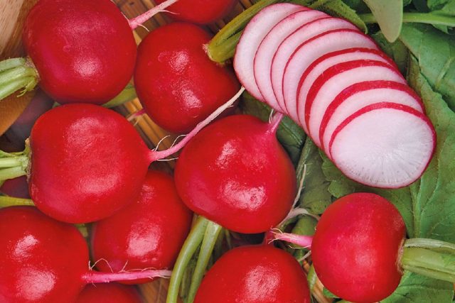 сорт редиса Меркадо имеет повышенное содержание фолиевой кислоты и витамина С