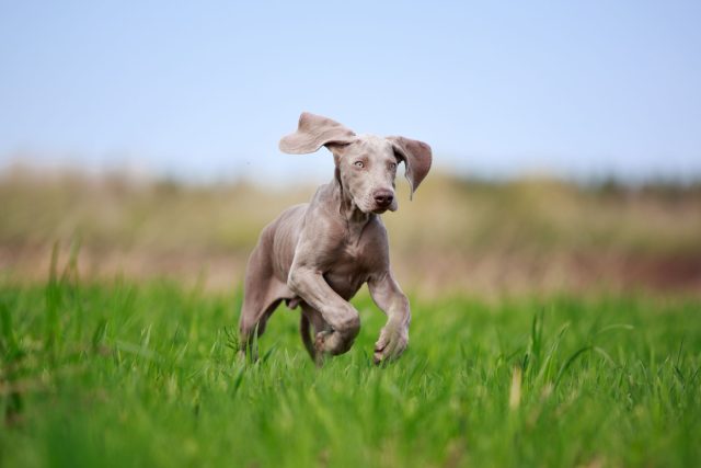 Веймаранер — это движение вместе. Он тонко чувствует хозяина, но без ежедневной активности быстро теряет баланс. Для сидячего ритма жизни эта порода не подходит.