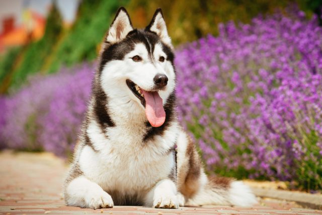 Хаски раскрывается на длинной дистанции. Его стихия — километры пути и стабильный темп. Короткие выгулы его только разогревают, а не утомляют.