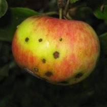 Парша сначала проявляется мелкими чёрными точками на кожице, затем превращается в плотные, растрескавшиеся пятна. Повреждённые яблоки деформируются, загнивают и часто осыпаются до созревания.