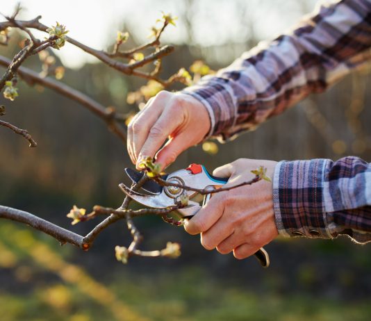 Весенняя обрезка в саду: кому она точно нужна, а кому навредит