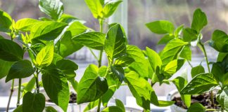 Выращиваем идеальную рассаду перца — от посева до высадки