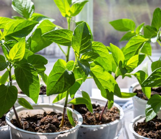 Выращиваем идеальную рассаду перца — от посева до высадки