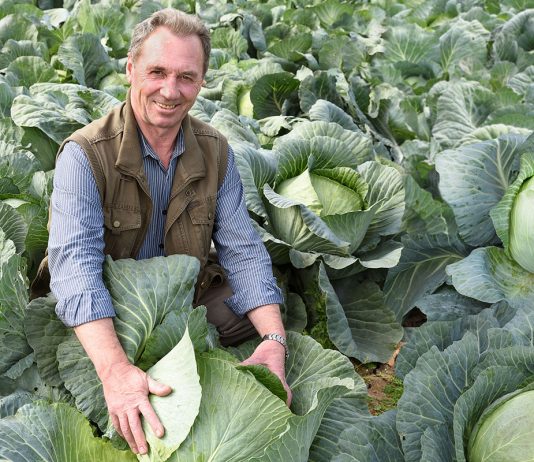 Сорта и гибриды овощей, которые оправдают ожидания