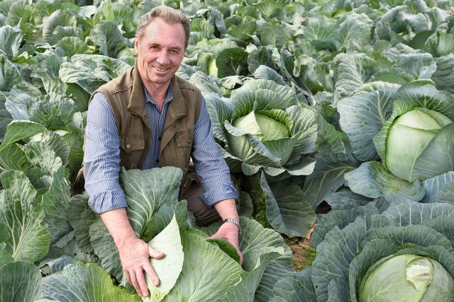 Сорта и гибриды овощей, которые точно не подведут