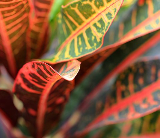 Уход за кротоном в домашних условиях: как вырастить яркое чудо - АО «ГАРДЕН» Уход за кротоном в домашних условиях: как вырастить яркое чудо