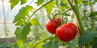 Чем лучше подкормить томаты: календарь подкормок