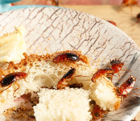 Как эффективно потравить тараканов в квартире? - Животные Как эффективно потравить тараканов в квартире?