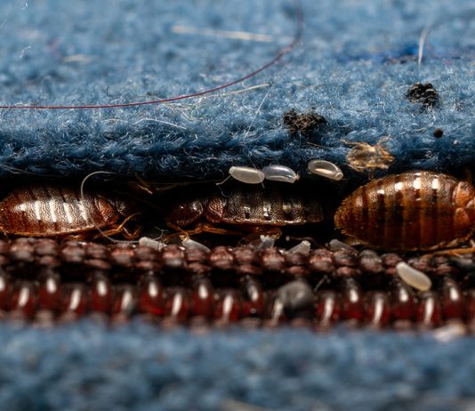 Жизнь внутри матраса — где могут прятаться клопы постельные - Животные Жизнь внутри матраса — где могут прятаться клопы постельные