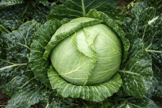 Трансфер F1 — один из самых скороспелых гибридов ранней капусты. Формирует выровненные плотные кочаны с сочным и нежным листом. Ценится за дружное созревание и устойчивость к растрескиванию даже при неравномерном поливе.