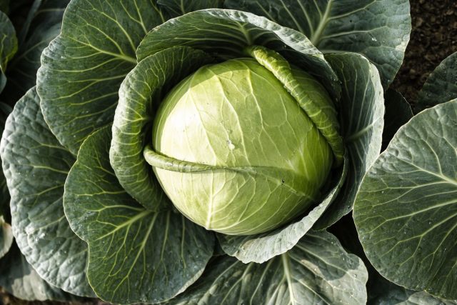 Нозоми F1 — популярный японский гибрид с аккуратными округлыми кочанами и насыщенно-зелёными листьями. Отличается выравненностью и красивым товарным видом. Кочаны могут стоять на корню после созревания без растрескивания.