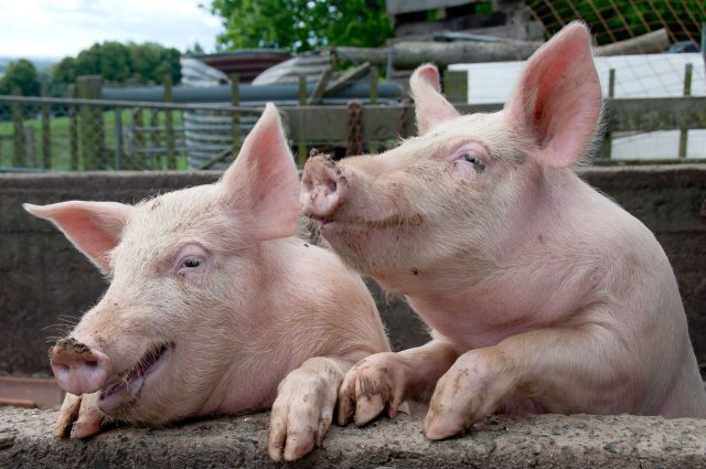 При температуре выше +25°C свинья перегревается, плохо ест и почти не растёт. В поисках прохлады она ложится в грязь или навоз, усиливая антисанитарию и запах, а часто становится беспокойной.
