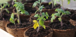 13 частых проблем рассады томатов и как их предотвратить