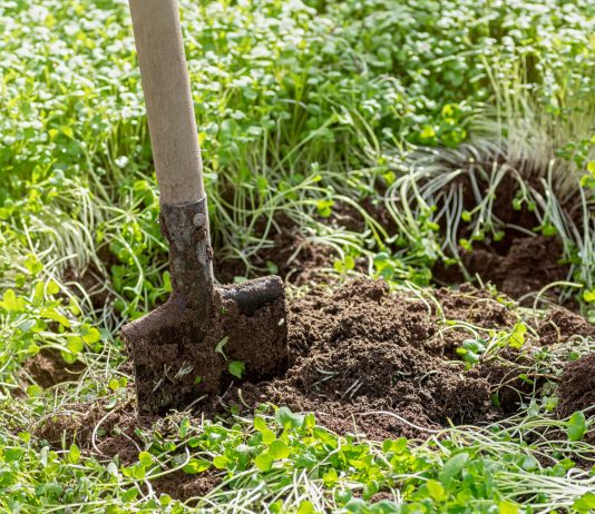 5 растительных удобрений, которые улучшат плодородие почвы