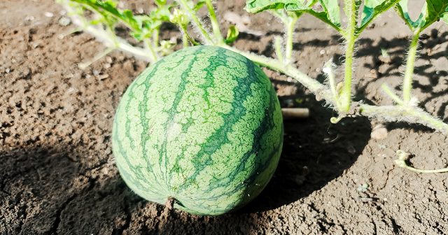 В период налива плодов арбузы нуждаются прежде всего в калии. Он помогает ягодам быстрее созревать, накапливать сахара и формировать сочную мякоть, тогда как избыток азота может ухудшить вкус и задержать созревание.