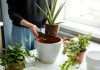 6 золотых правил ухода за комнатными растениями после зимы