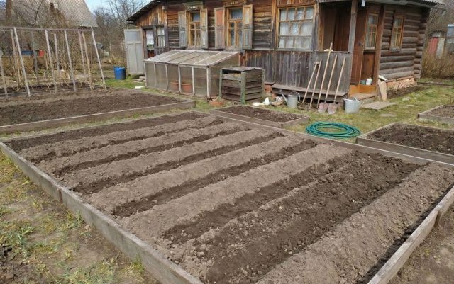Такие гребни увеличивают площадь прогрева и уводят лишнюю воду в борозды. На фото они сделаны внутри каркаса, но метод отлично работает и на открытой земле: достаточно просто нарезать почву тяпкой, чтобы она просохла и прогрелась в разы быстрее