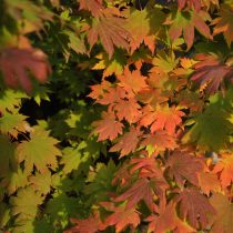 «Арктик Джейд» (Acer pseudosieboldianum ‘Arctic Jade’)