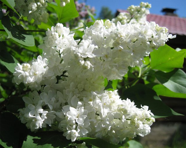 Сирень Мадам Абель Шатене