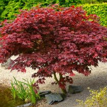 «Бладгуд» (Acer palmatum ‘Bloodgood’)
