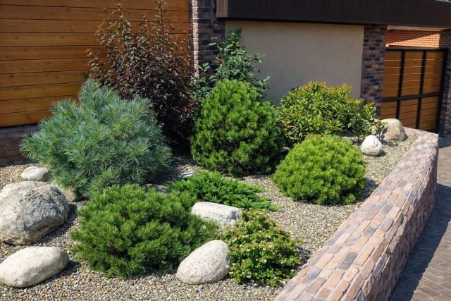 Сосенки вдоль бордюров создают графичный и современный ритм. Такой «живой бордюр» из сортов вроде «Мопс» не требует стрижки, всегда выглядит аккуратно и четко очерчивает границы зон, не разваливаясь со временем. Можно делать разреженные посадки или более плотные - форма и размер позволяют.